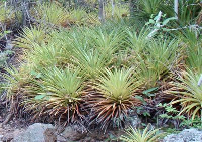 Bromelia humilis, photographed by Jean-Paul Boerekamps