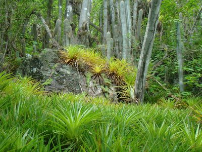 Bromelia humilis, photographed by Jean-Paul Boerekamps
