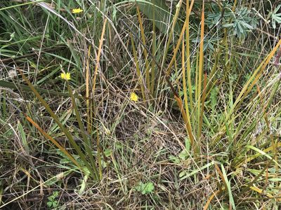 Libertia grandiflora, photographed by Tim Park
