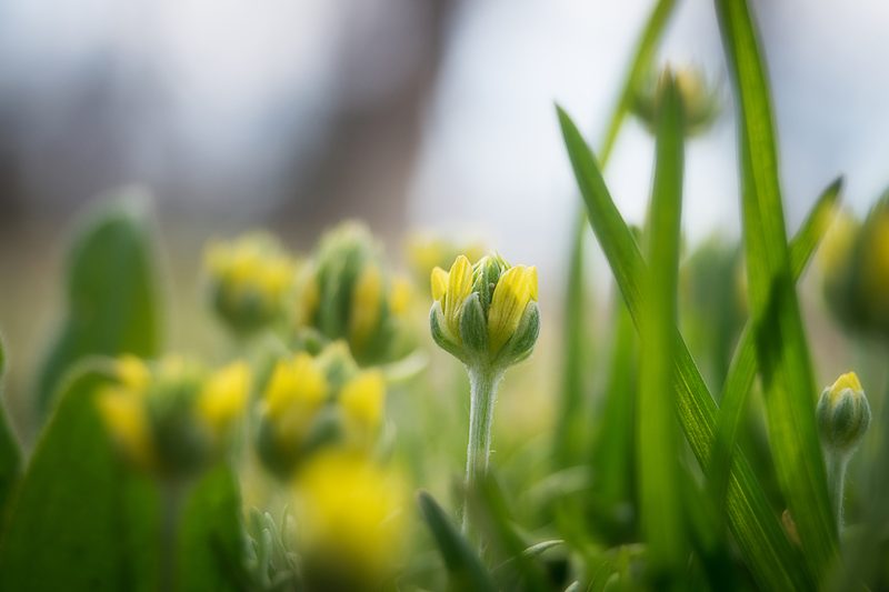 Ranunculus falcatus, photographed by Sergey Cherkasov