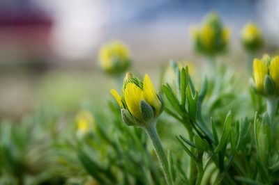 Ranunculus falcatus, photographed by Sergey Cherkasov