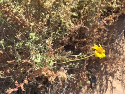 Encelia virginensis, photographed by Jason Grant