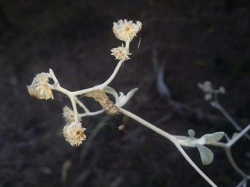 Pithocarpa cordata, photographed by Helium Luo