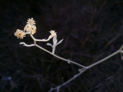 Pithocarpa cordata, photographed by Helium Luo