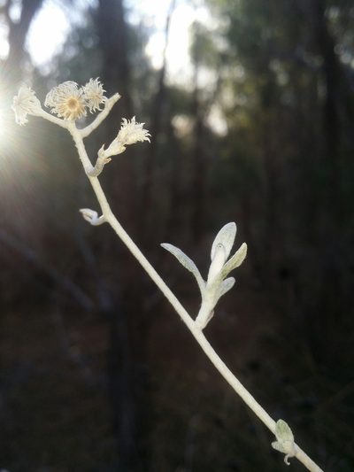 Pithocarpa cordata, photographed by Helium Luo