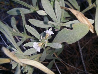 Scaevola canescens, photographed by Helium Luo