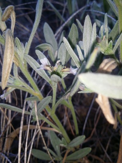 Scaevola canescens, photographed by Helium Luo
