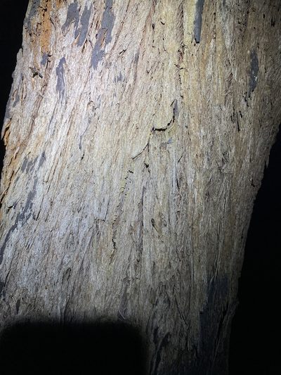 Eucalyptus tindaliae, photographed by Greg Tasney