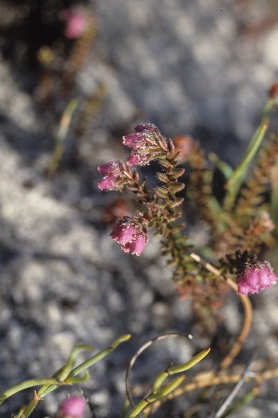 Erica clavisepala, photographed by Tom Lloyd Evans