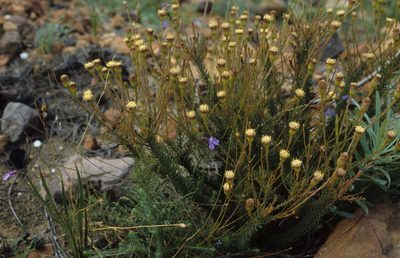 Senecio triqueter, photographed by Tom Lloyd Evans