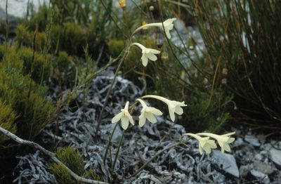Cyrtanthus leucanthus, photographed by Tom Lloyd Evans