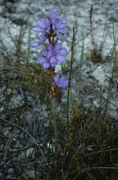 Aristea racemosa, photographed by Tom Lloyd Evans