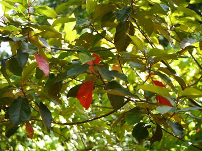 Elaeocarpus variabilis, photographed by Dinesh Valke