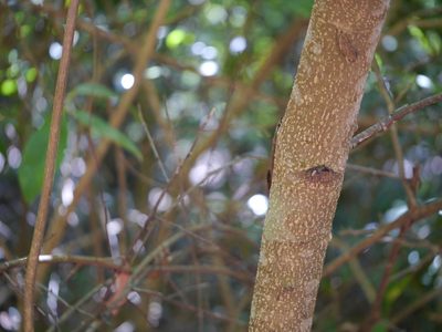 Elaeocarpus variabilis, photographed by Dinesh Valke