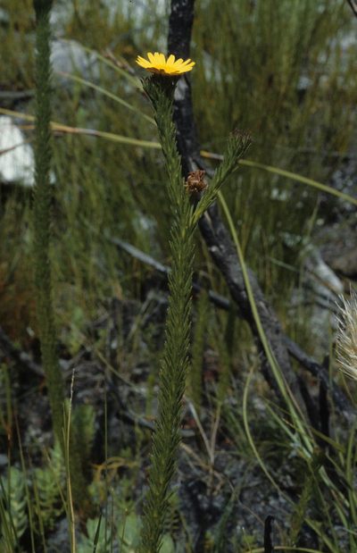 Ursinia quinquepartita, photographed by Tom Lloyd Evans