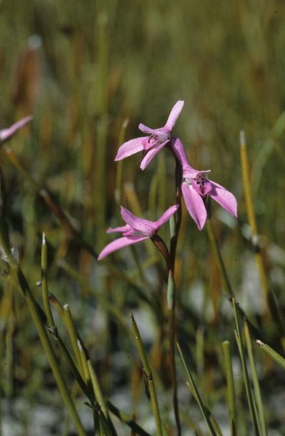 Disa obliqua, photographed by Tom Lloyd Evans