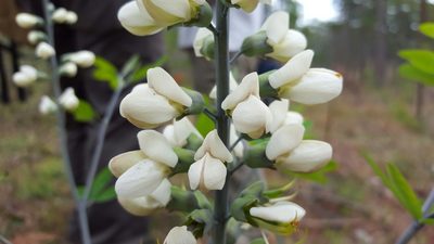 Baptisia alba, photographed by Michelle Sevcovas