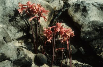 Cyrtanthus ventricosus, photographed by Tom Lloyd Evans