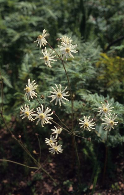 Knowltonia anemonoides, photographed by Tom Lloyd Evans