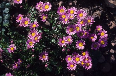 Athrixia capensis, photographed by Tom Lloyd Evans