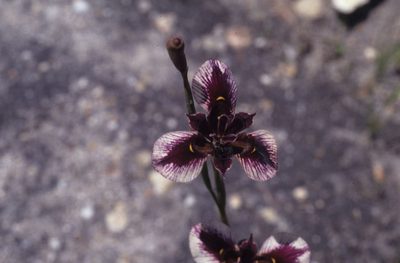 Moraea lurida, photographed by Tom Lloyd Evans
