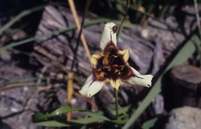 Moraea lurida, photographed by Tom Lloyd Evans