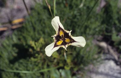 Moraea lurida, photographed by Tom Lloyd Evans