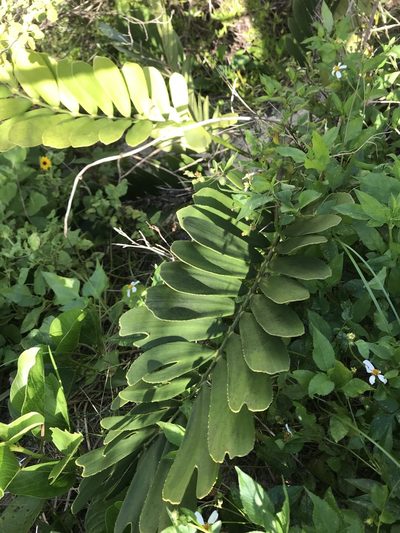 Zamia furfuracea, photographed by Elliot Greiner