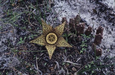 Orbea variegata, photographed by Tom Lloyd Evans