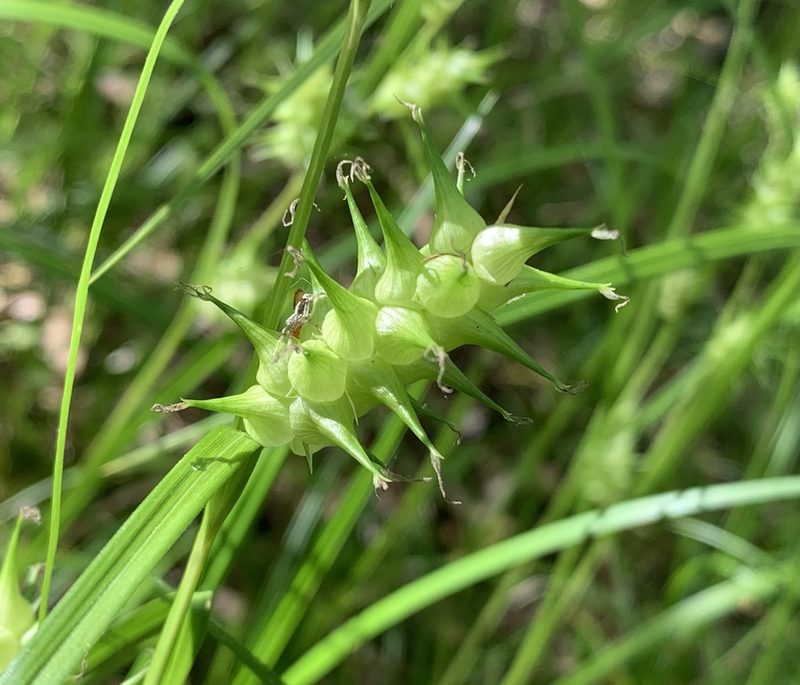 Carex gator, photographed by natalie