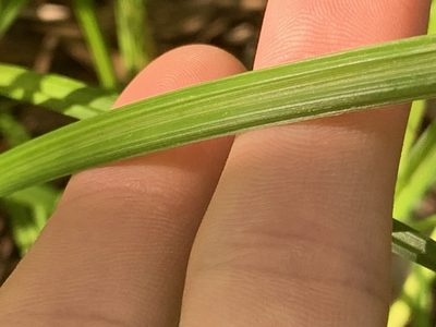 Carex gator, photographed by natalie