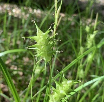 Carex gator, photographed by natalie