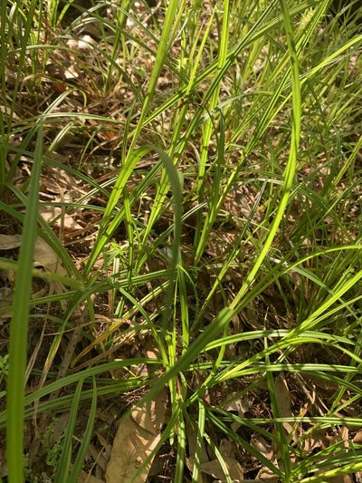 Carex gator, photographed by natalie