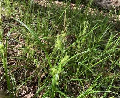 Carex gator, photographed by natalie