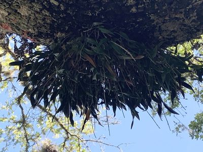 Epidendrum conopseum, photographed by natalie