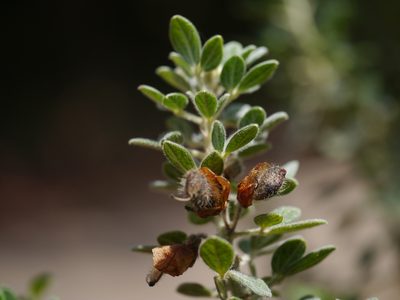 Cajanus lineatus, photographed by Dinesh Valke