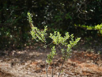 Cajanus lineatus, photographed by Dinesh Valke