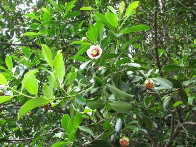 Clusia lanceolata, photographed by Victor Farjalla Pontes
