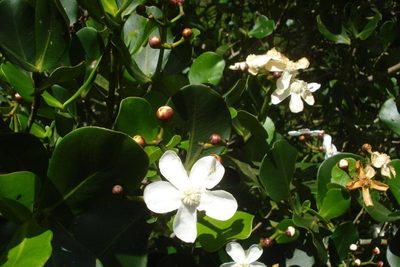 Clusia criuva, photographed by Victor Farjalla Pontes