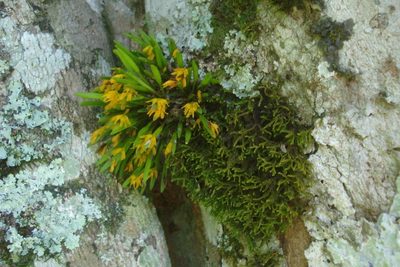 Acianthera sonderiana, photographed by Victor Farjalla Pontes
