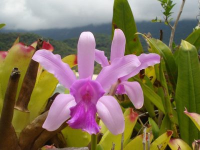 Cattleya intermedia, photographed by Victor Farjalla Pontes