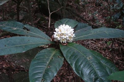 Rudgea macrophylla, photographed by Victor Farjalla Pontes