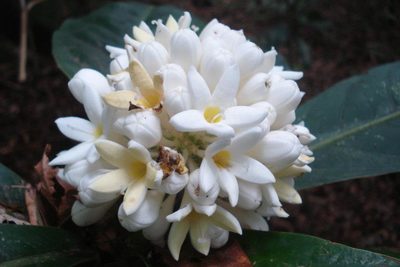 Rudgea macrophylla, photographed by Victor Farjalla Pontes