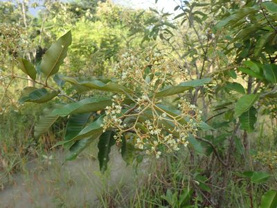 Harungana madagascariensis