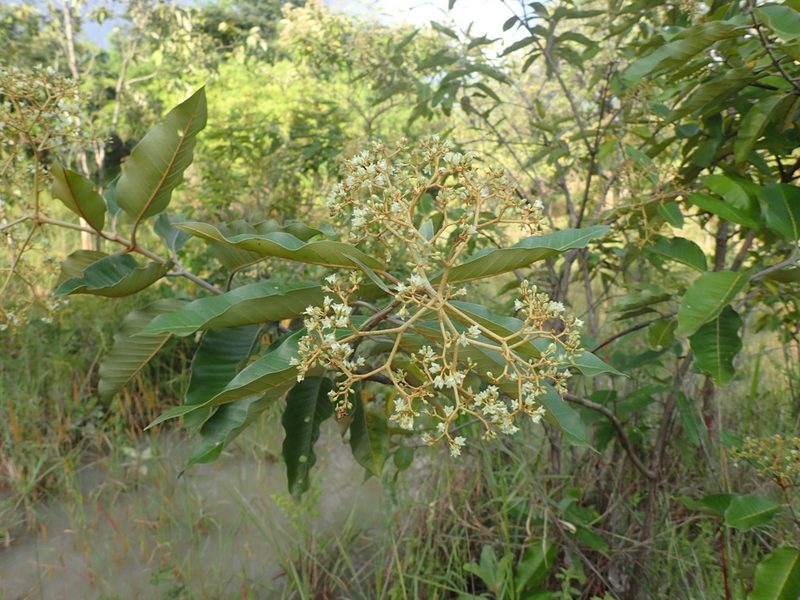 Harungana madagascariensis, photographed by Mahomed Desai