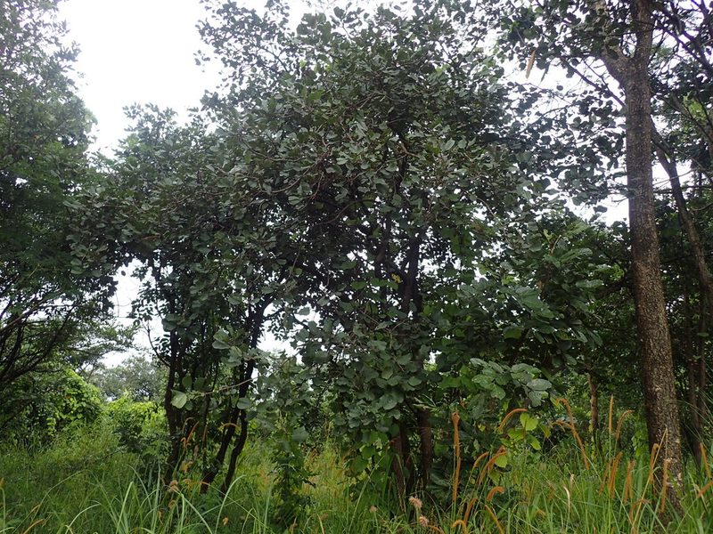 Baphia bequaertii, photographed by Mahomed Desai