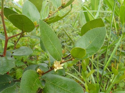 Paropsia brazzaeana, photographed by Mahomed Desai