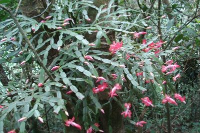 Schlumbergera truncata, photographed by Victor Farjalla Pontes