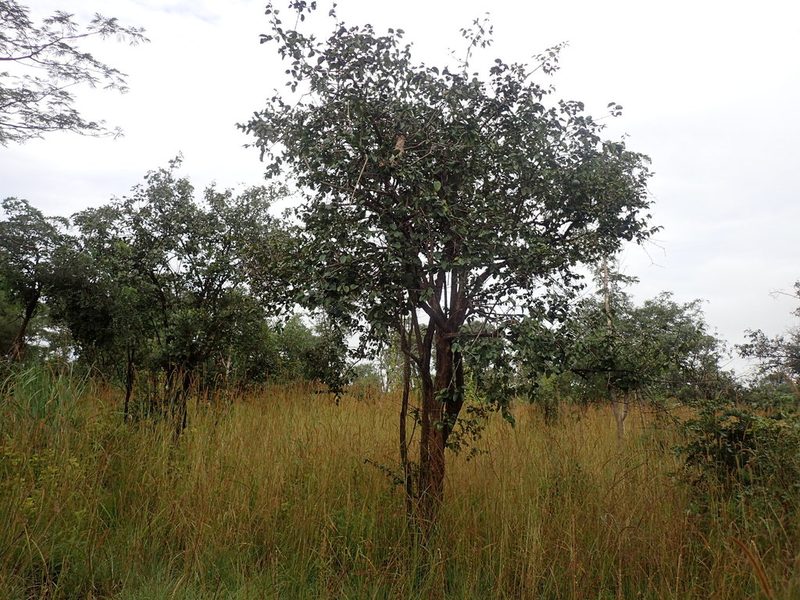 Strychnos cocculoides, photographed by Mahomed Desai