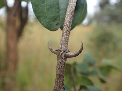 Strychnos cocculoides, photographed by Mahomed Desai